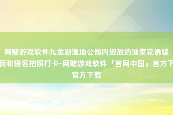 网赌游戏软件九龙湖湿地公园内绽放的油菜花诱骗市民和搭客拍照打卡-网赌游戏软件「官网中国」官方下载